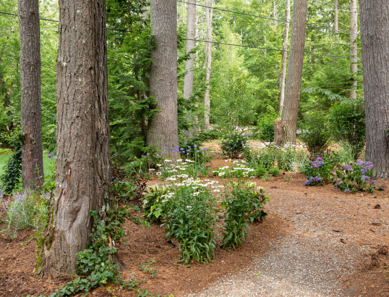 peastone-walkway-woods